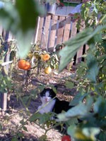 Jardins familiaux