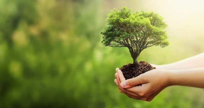Environnement - De nouveaux arbres en ville - Ville de Stains